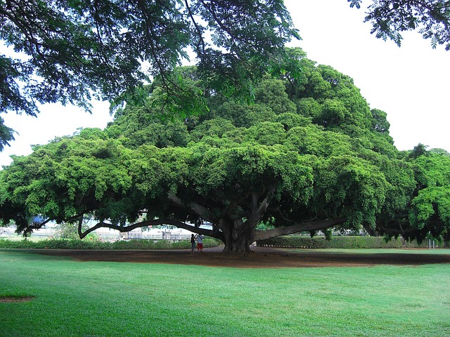 Tree Service Texarkana